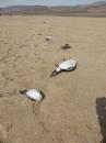 Dead Seabirds on Beach at Punta Willard